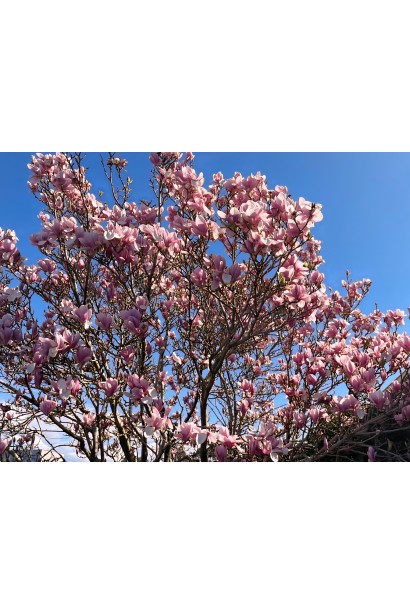 Магнолія суланжа Lombardy Rose цвітіння